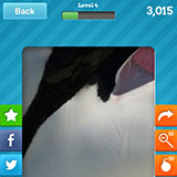  Killer Whale 