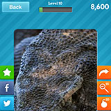  Komodo Dragon 