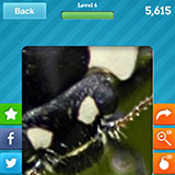  Ladybird 