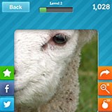  Lamb 