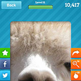  Llama 