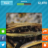  Locust 