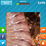  Millipede 