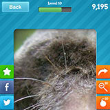  Mole 