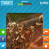  Mosquito 