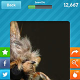  Moth 