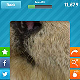  Otter 