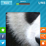  Panda 