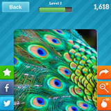  Peacock 