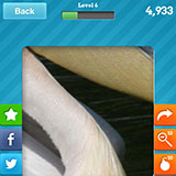  Pelican 