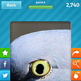  Pigeon 