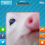  Piglet 
