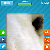  Polar Bear 