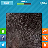  Porcupine 