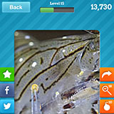  Prawn 