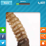  Rattlesnake 