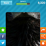  Raven 