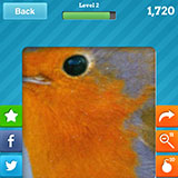  Robin Redbreast 