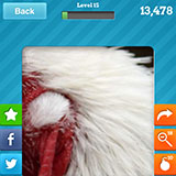  Rooster 