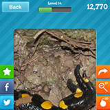 Salamander 