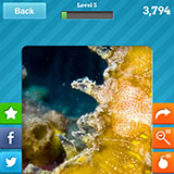  Seahorse 