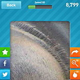 Sealion 