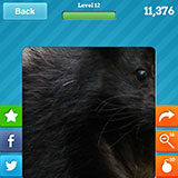  Skunk 