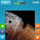  Squid 