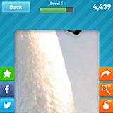  Swan 