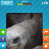  Tortoise 