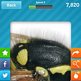  Wasp 