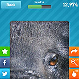  Wild Boar 