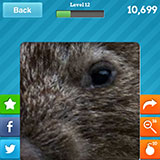  Wombat 