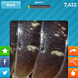  Woodlouse 
