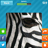  Zebra 