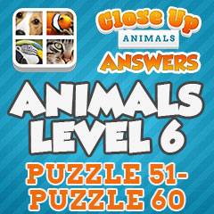 Close Up Animals - Level 6 Answers