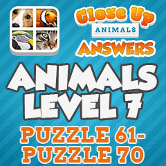 Close Up Animals - Level 7 Answers