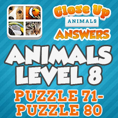 Close Up Animals - Level 8 Answers