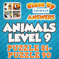 Close Up Animals - Level 9 Answers