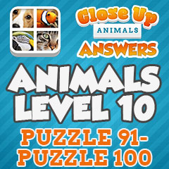Close Up Animals - Level 10 Answers