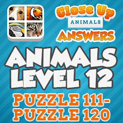 Close Up Animals - Level 12 Answers