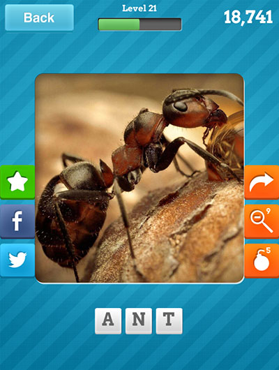  Ant 