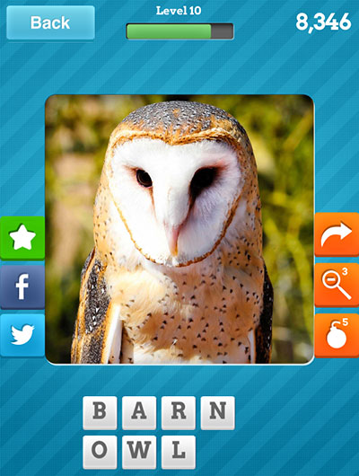  Barn Owl 