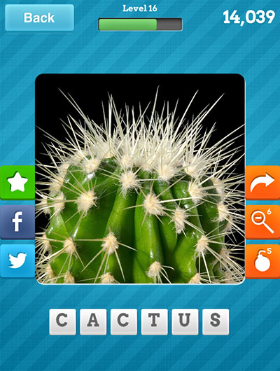  Cactus 