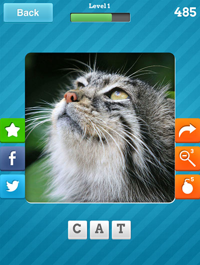  Cat 