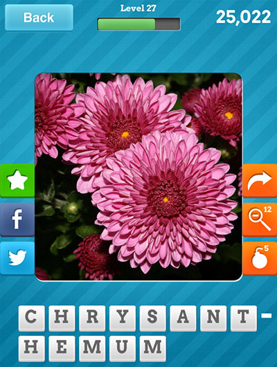  Chrysanthemum 