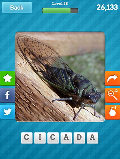  Cicada 