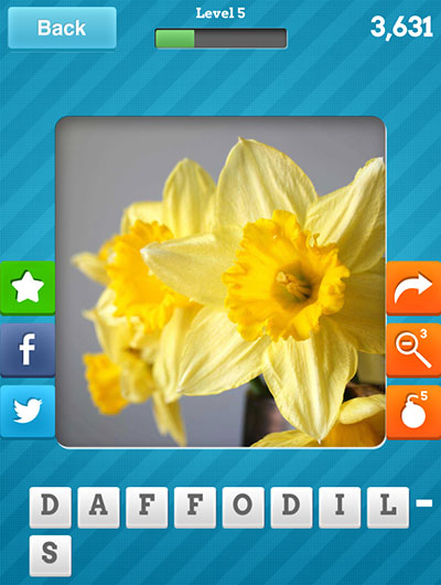  Daffodils 