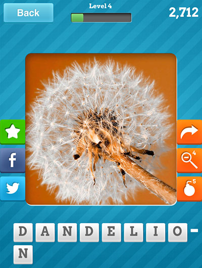  Dandelion 