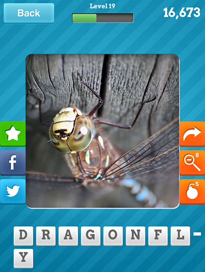  Dragonfly 